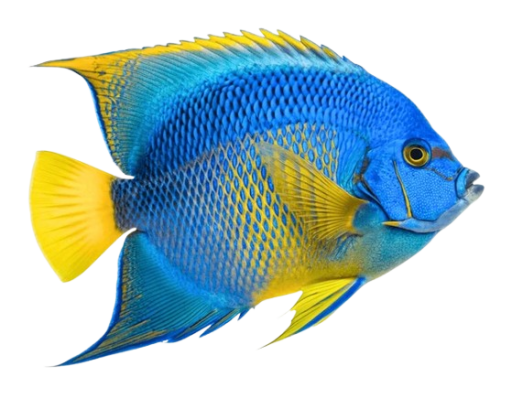 AKVARYUM