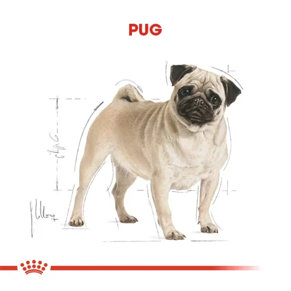 ROYAL CANIN PUG 25 PUG YETISKIN KÖPEK MAMASI 1,5 KG
