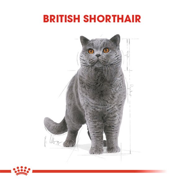 ROYAL CANIN BRITISH SHORTHAIR YETISKIN KEDI MAMASI 2 KG