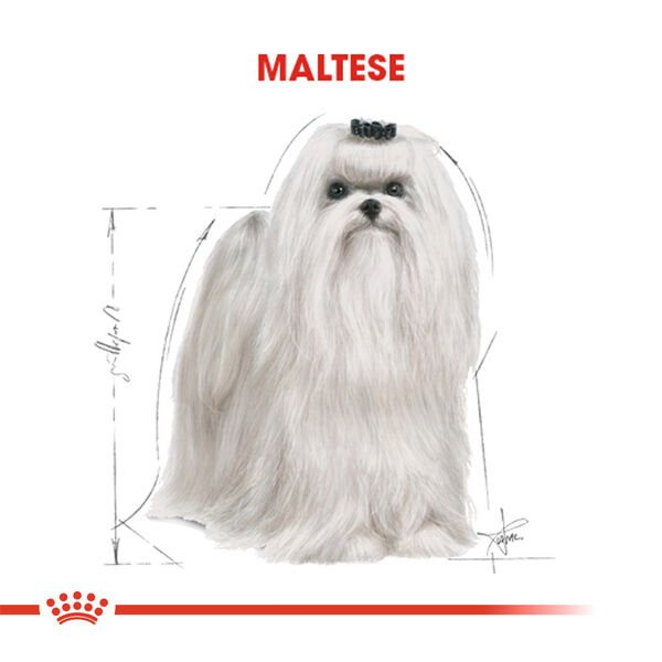 ROYAL CANIN MALTESE BICHON MALTAIS YETISKIN KÖPEK MAMASI 1.5 KG